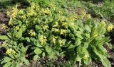 Primula macrocalyx