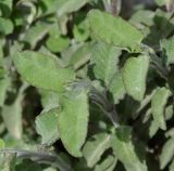 Salvia fruticosa. Верхушки побегов. Республика Кипр, Троодос (Τρόοδος), окр. с. Хандрия (Χανδριά), 1250 м н.у.м., крутой склон на обочине дороги. 30.04.2019.