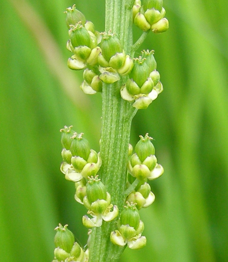 Image of Triglochin maritima specimen.