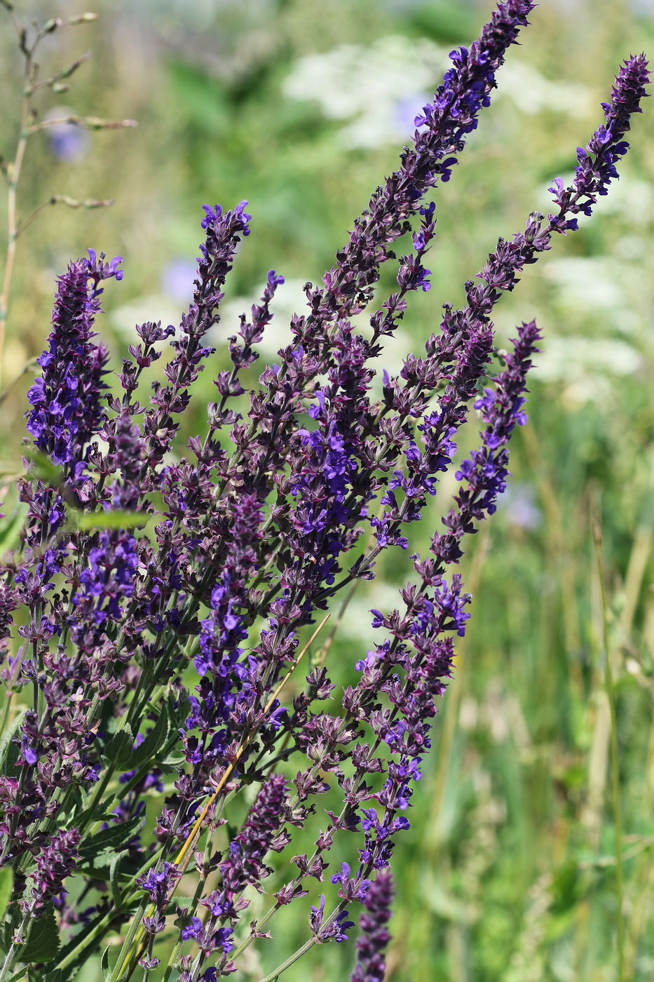 Изображение особи Salvia tesquicola.