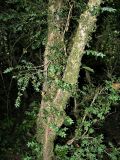 Buxus colchica. Ствол дерева в реликтовой тисо-самшитовой роще. Сочи, Хоста, 01.06.2007.