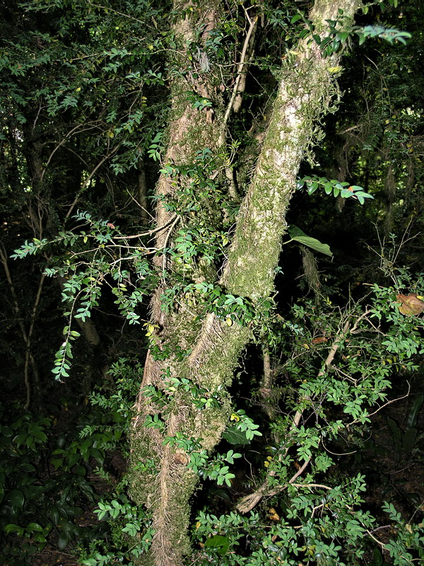 Image of Buxus colchica specimen.