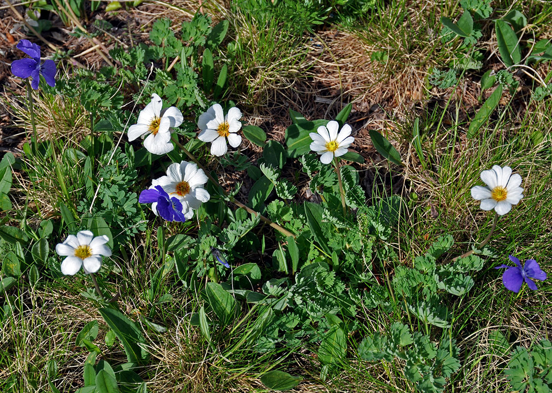 Image of Callianthemum sajanense specimen.