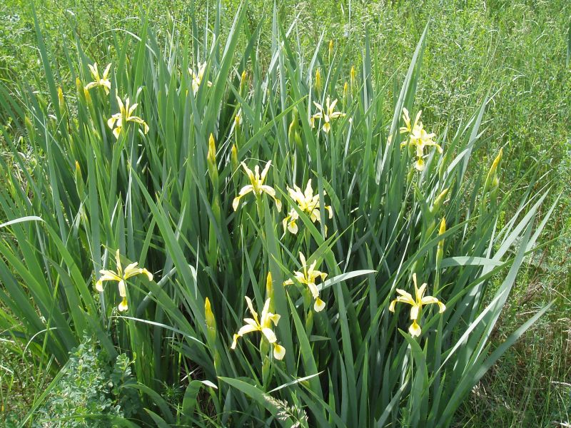Image of Iris halophila specimen.