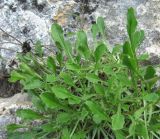 Campanula argunensis