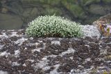 Stellaria dichotoma