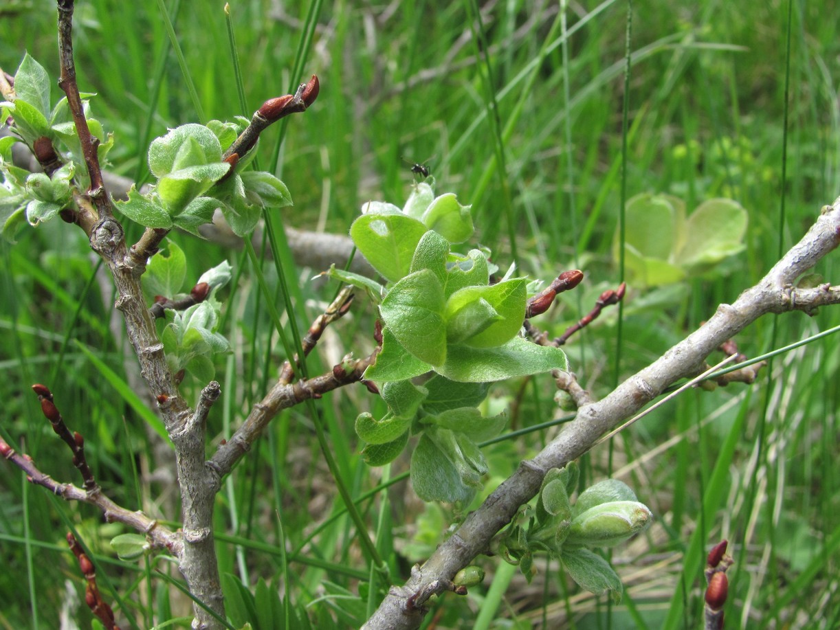 Image of Salix pseudodepressa specimen.