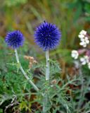 Echinops ruthenicus
