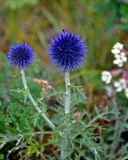 Echinops crispus. Верхушка побега с соцветиями на стадии бутонизации. Челябинская обл., Кыштымский гор. округ, гора Сугомак, ≈ 600 м н.у.м., сухой луговой склон. 04.08.2019.