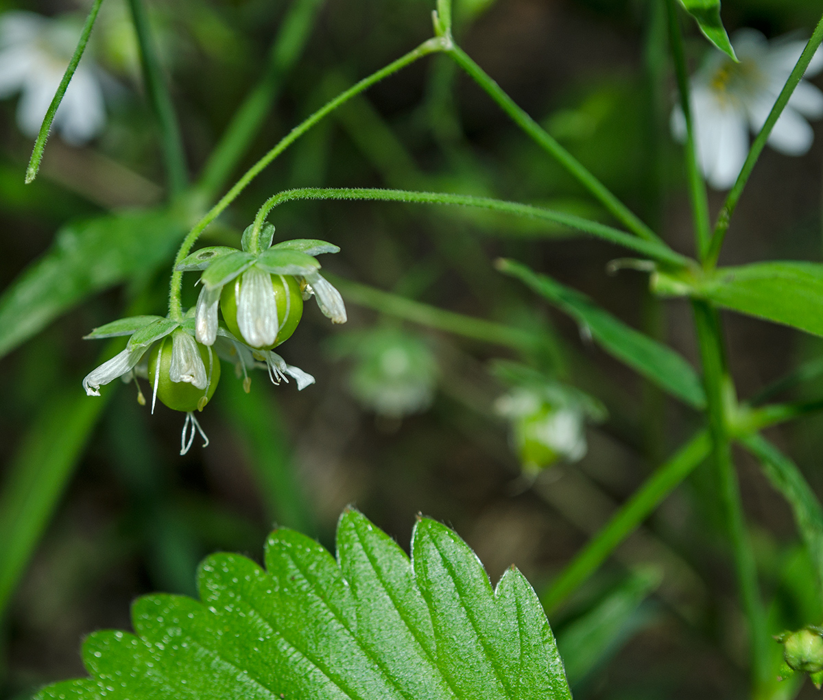 Image of Stellaria holostea specimen.