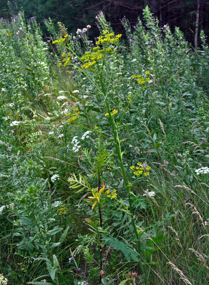 Image of Pastinaca sativa specimen.