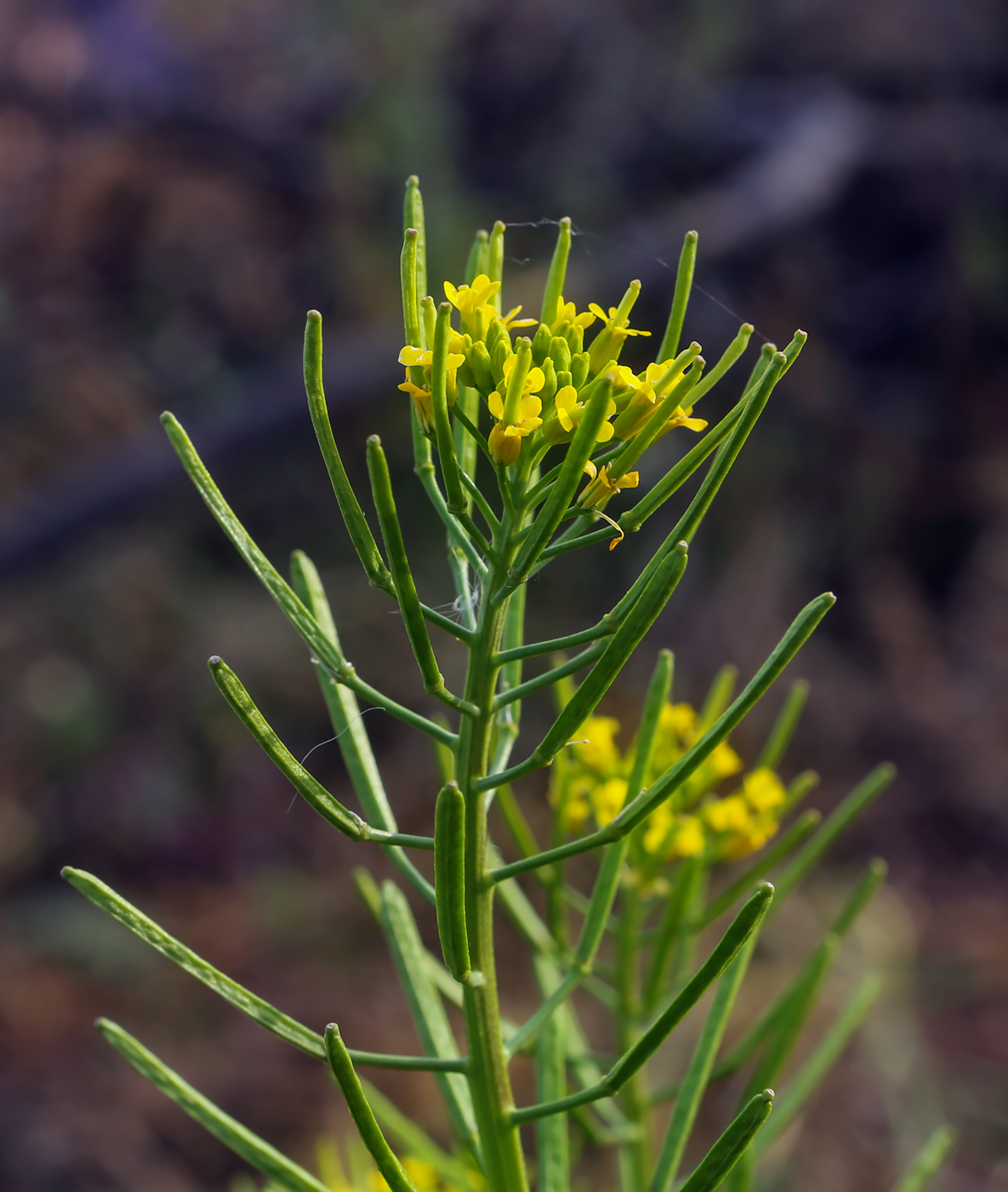 Image of Erysimum cheiranthoides specimen.