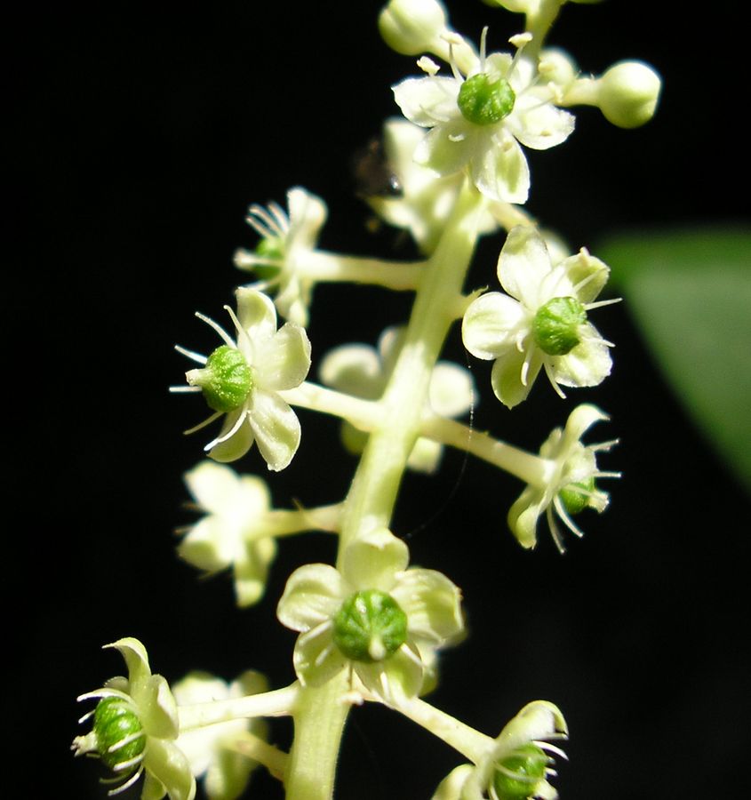 Изображение особи Phytolacca americana.