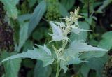 Atriplex sagittata