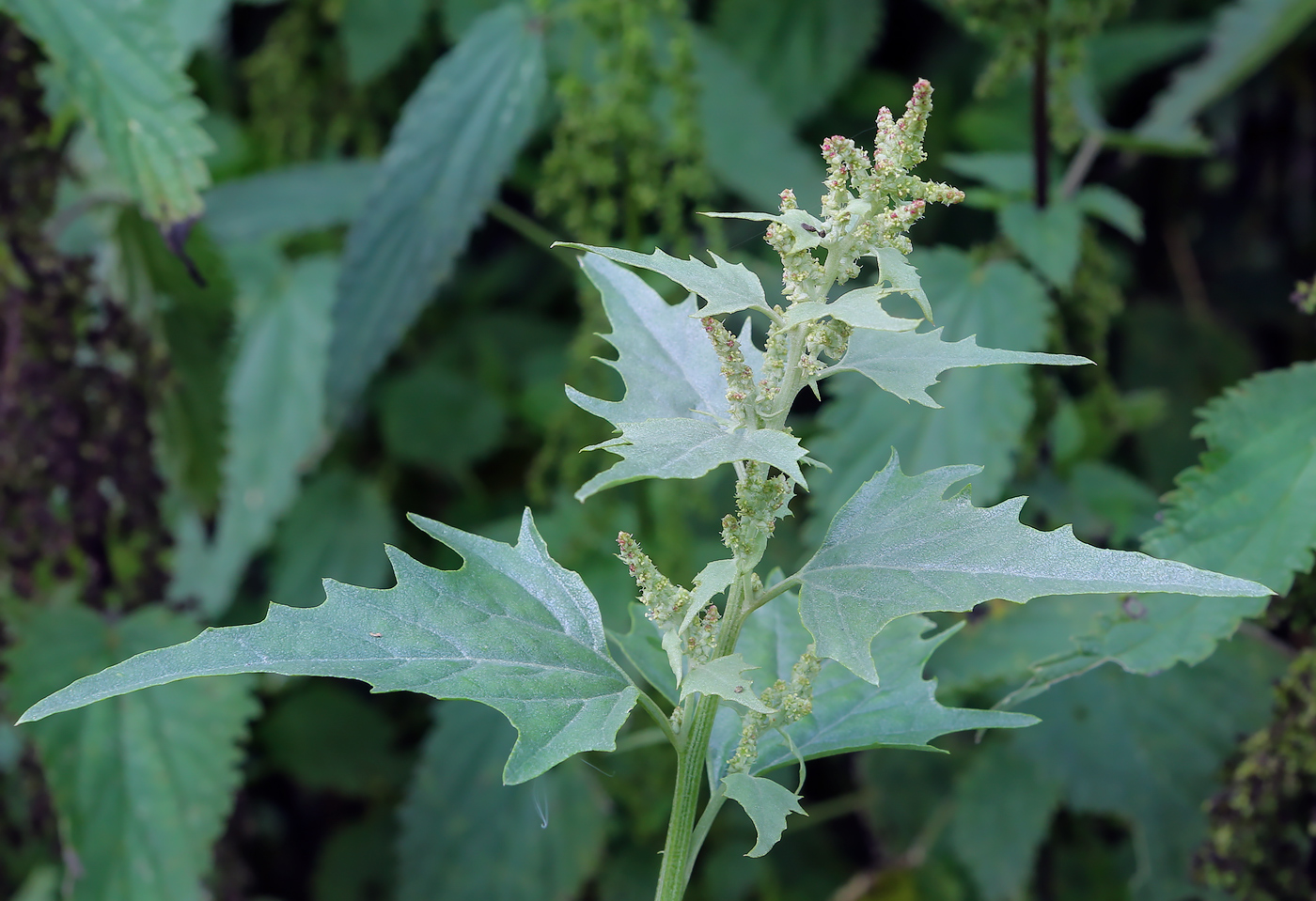 Image of Atriplex sagittata specimen.