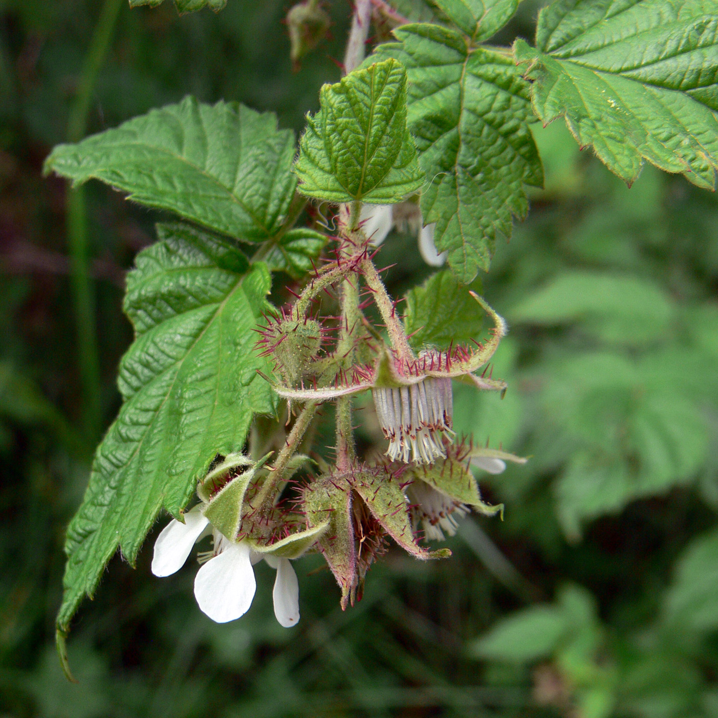 Изображение особи Rubus matsumuranus.