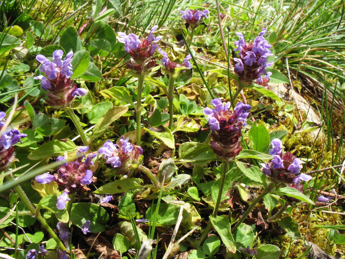 Image of Prunella vulgaris specimen.