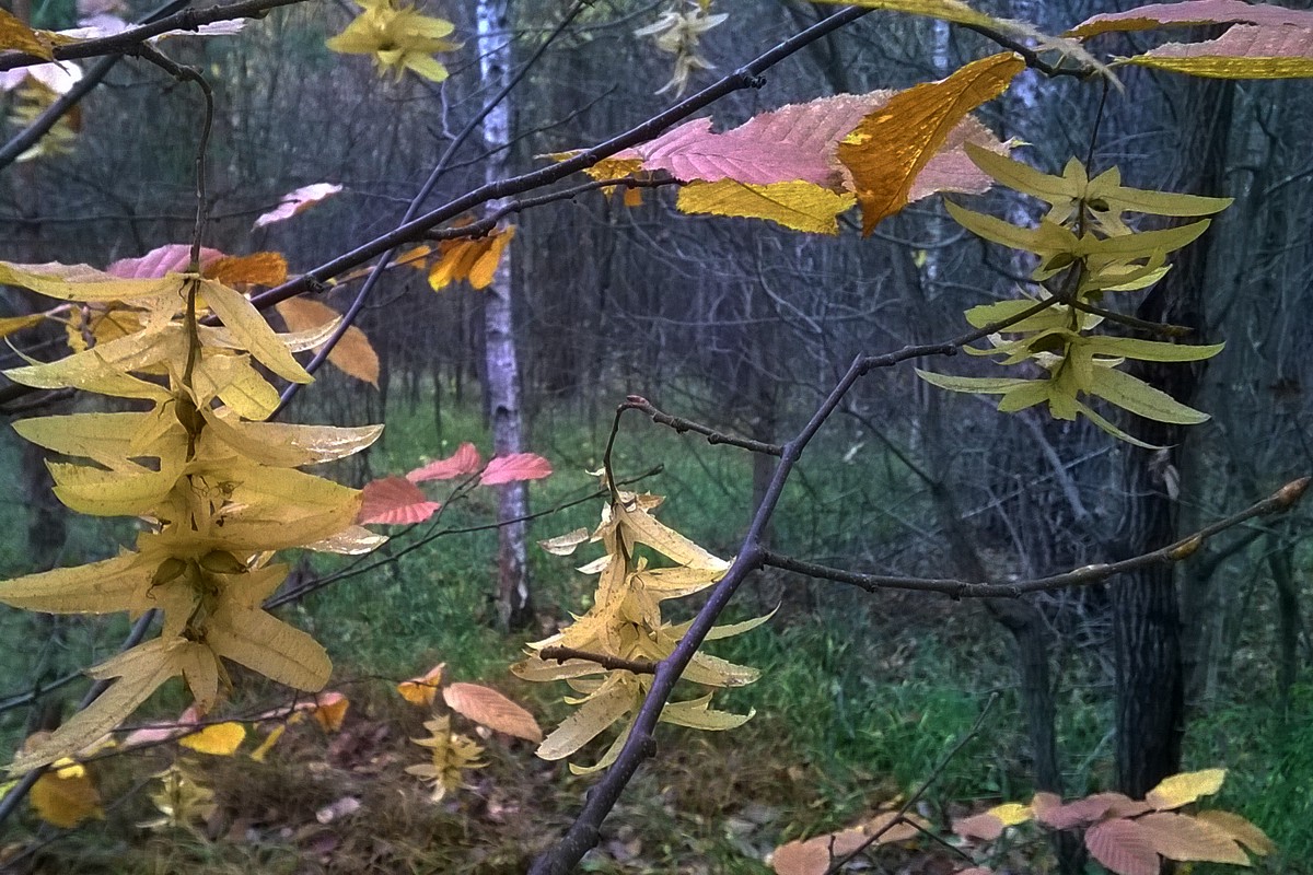 Изображение особи Carpinus betulus.