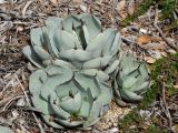Agave variety truncata