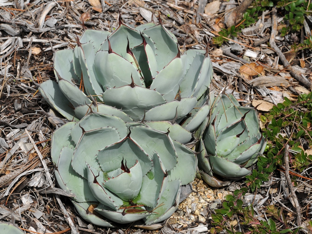 Изображение особи Agave parryi var. truncata.