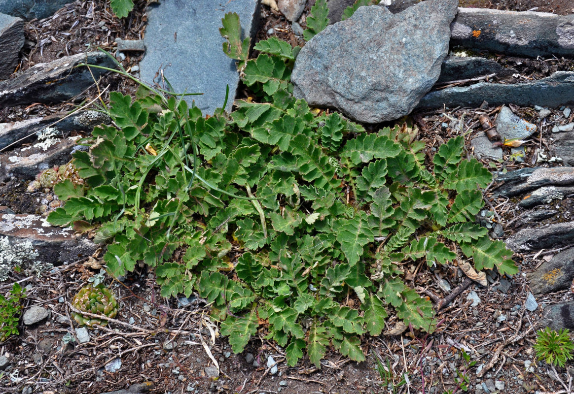 Image of Coluria geoides specimen.