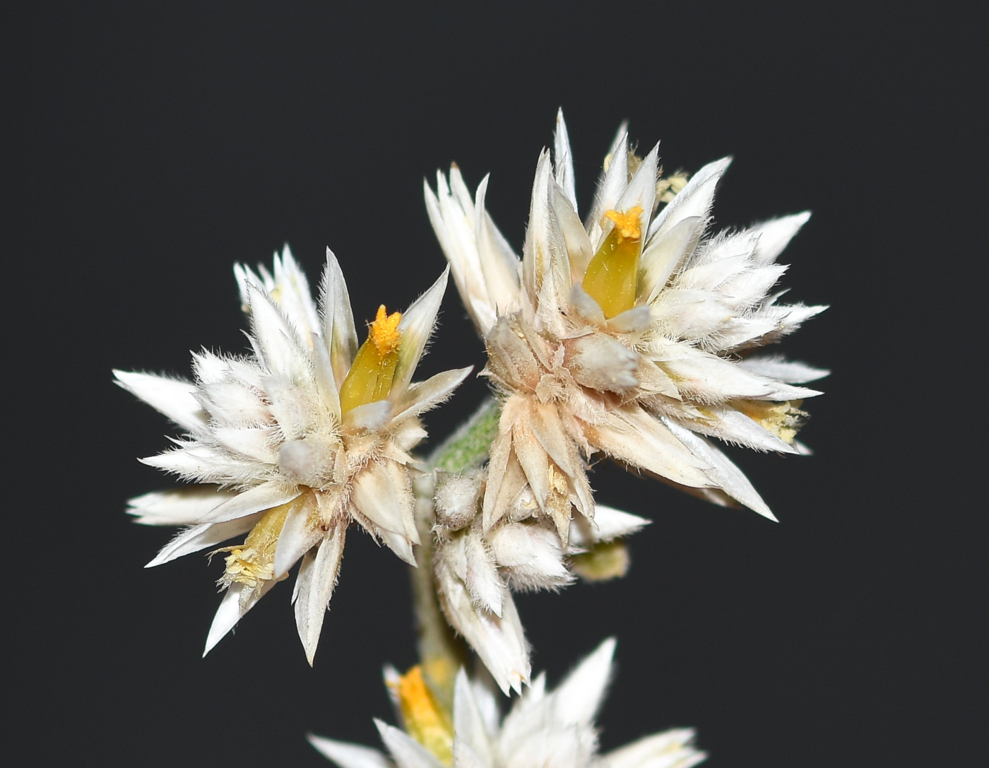 Image of Alternanthera halimifolia specimen.