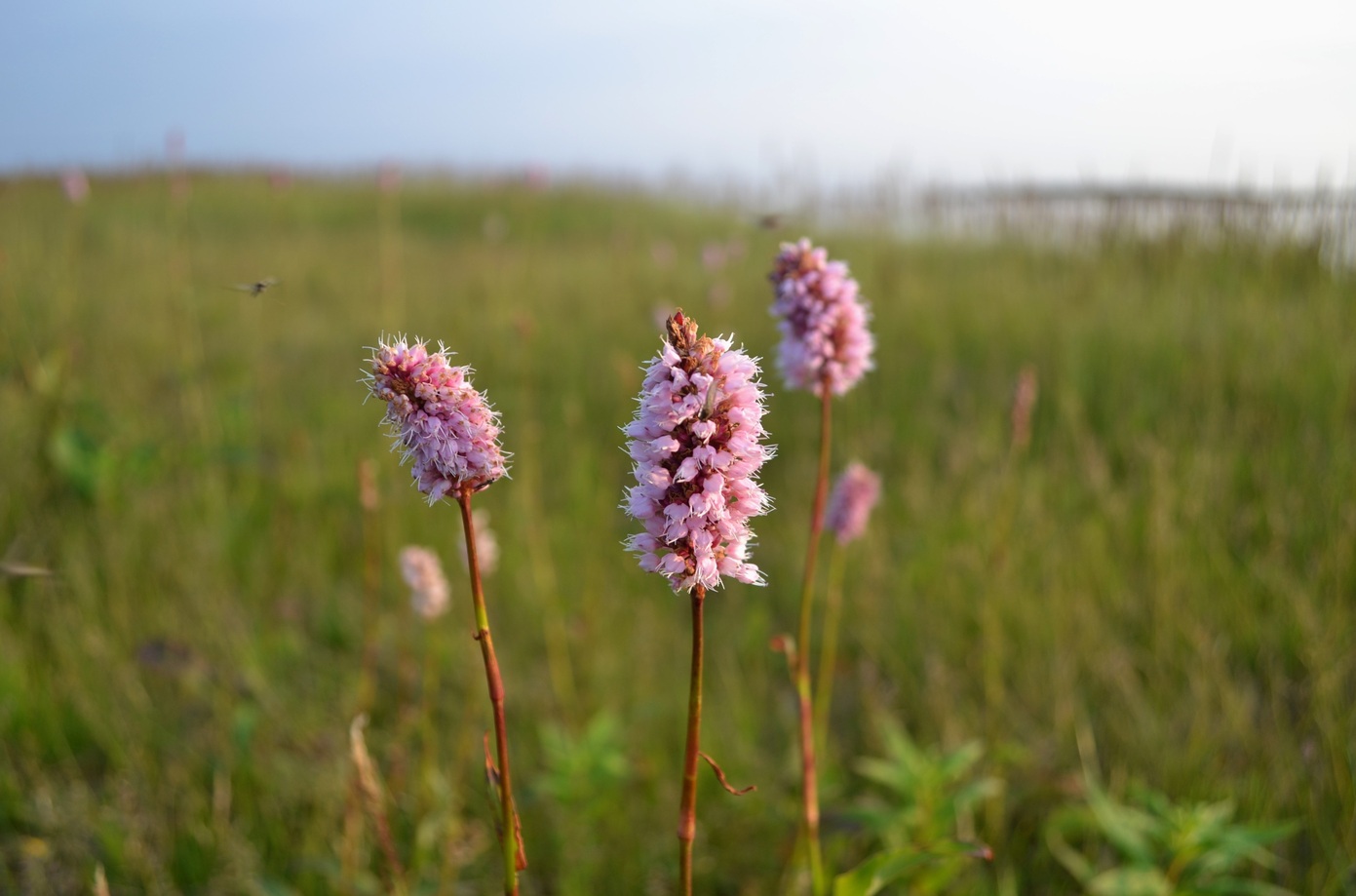 Изображение особи Bistorta officinalis.