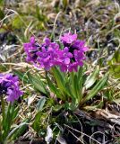 Primula nivalis