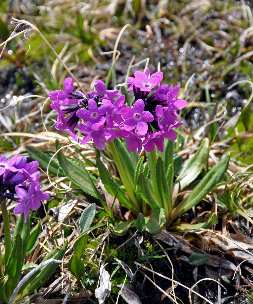 Изображение особи Primula nivalis.