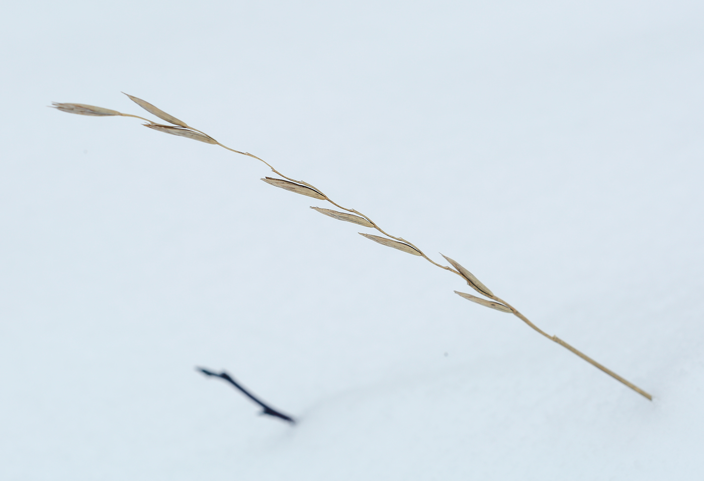 Изображение особи Elytrigia repens.