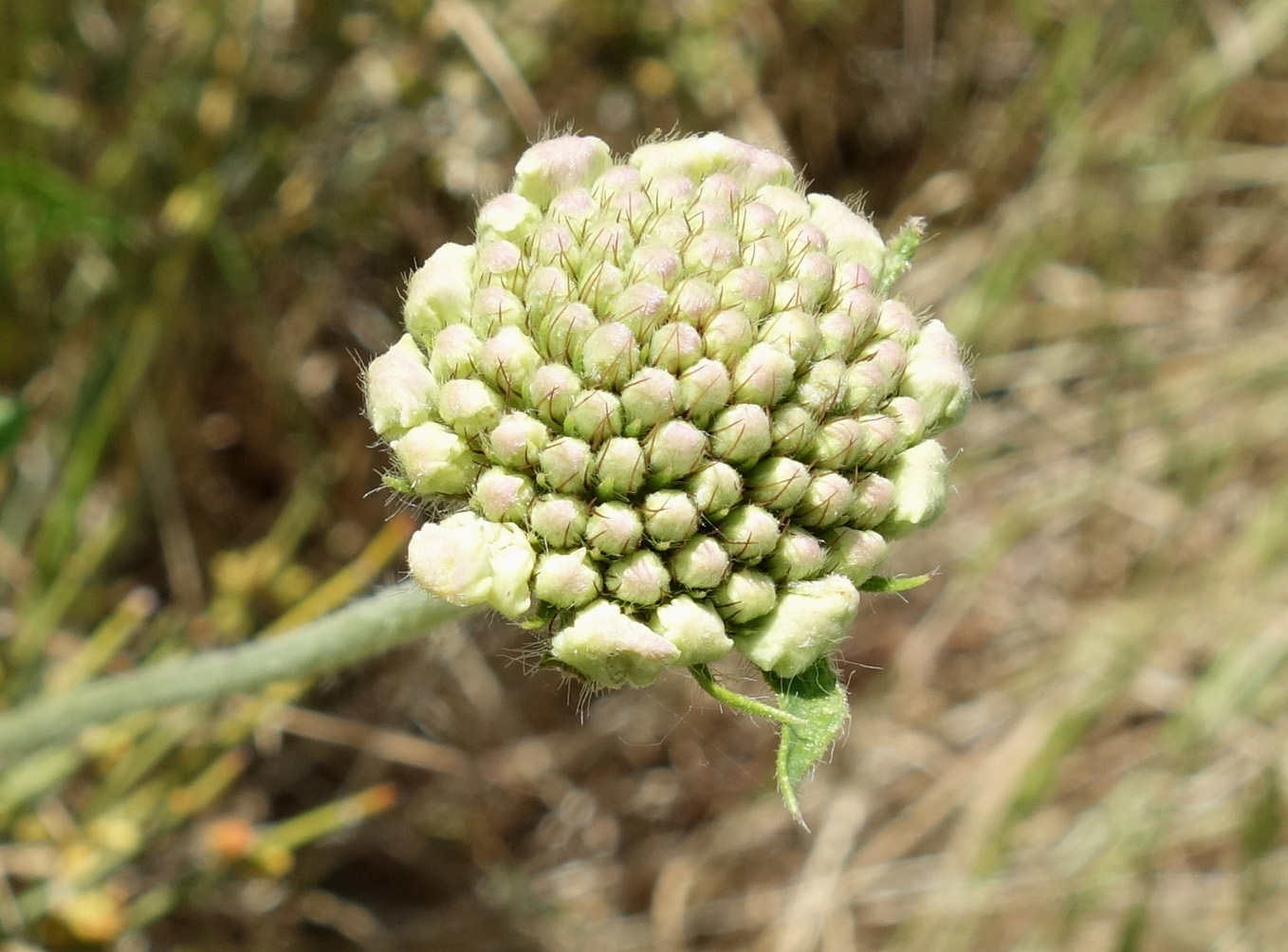 Image of Lomelosia songarica specimen.