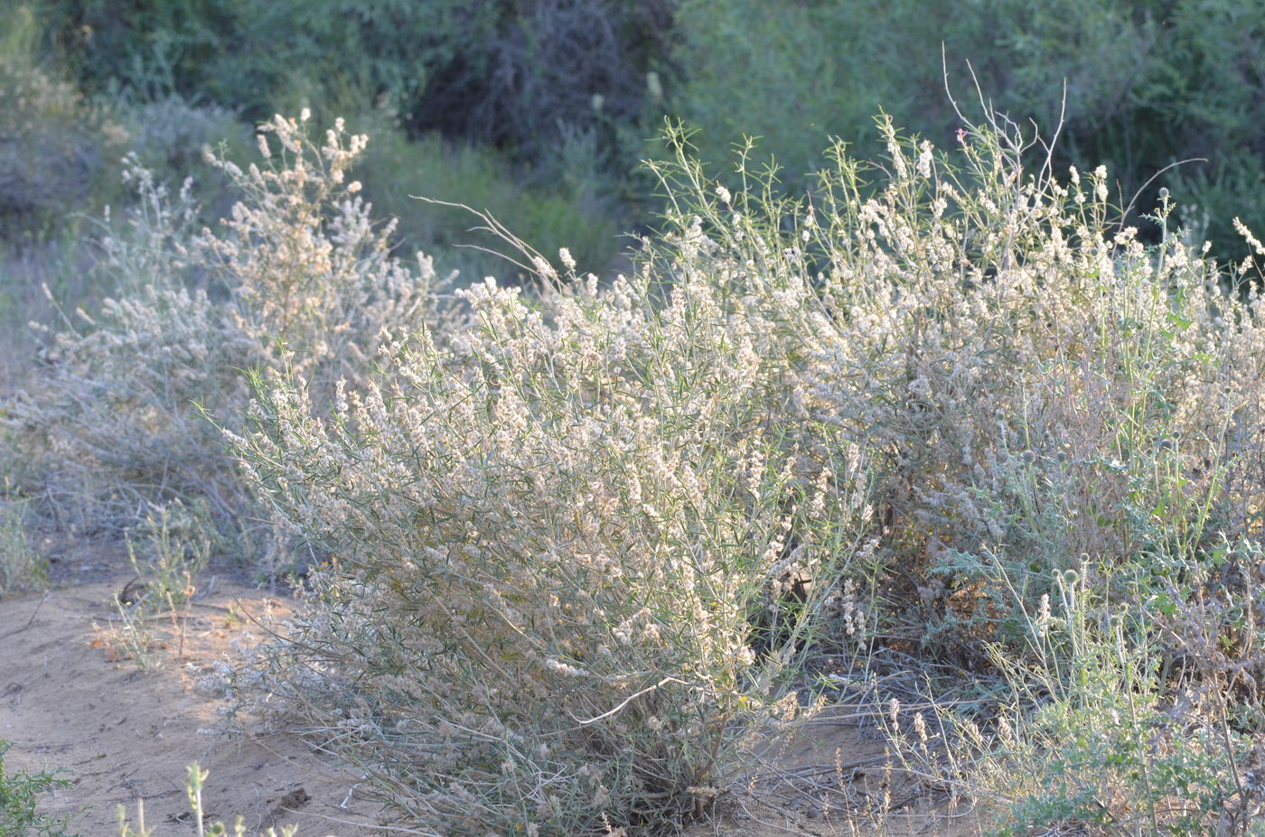 Image of Astragalus brachypus specimen.