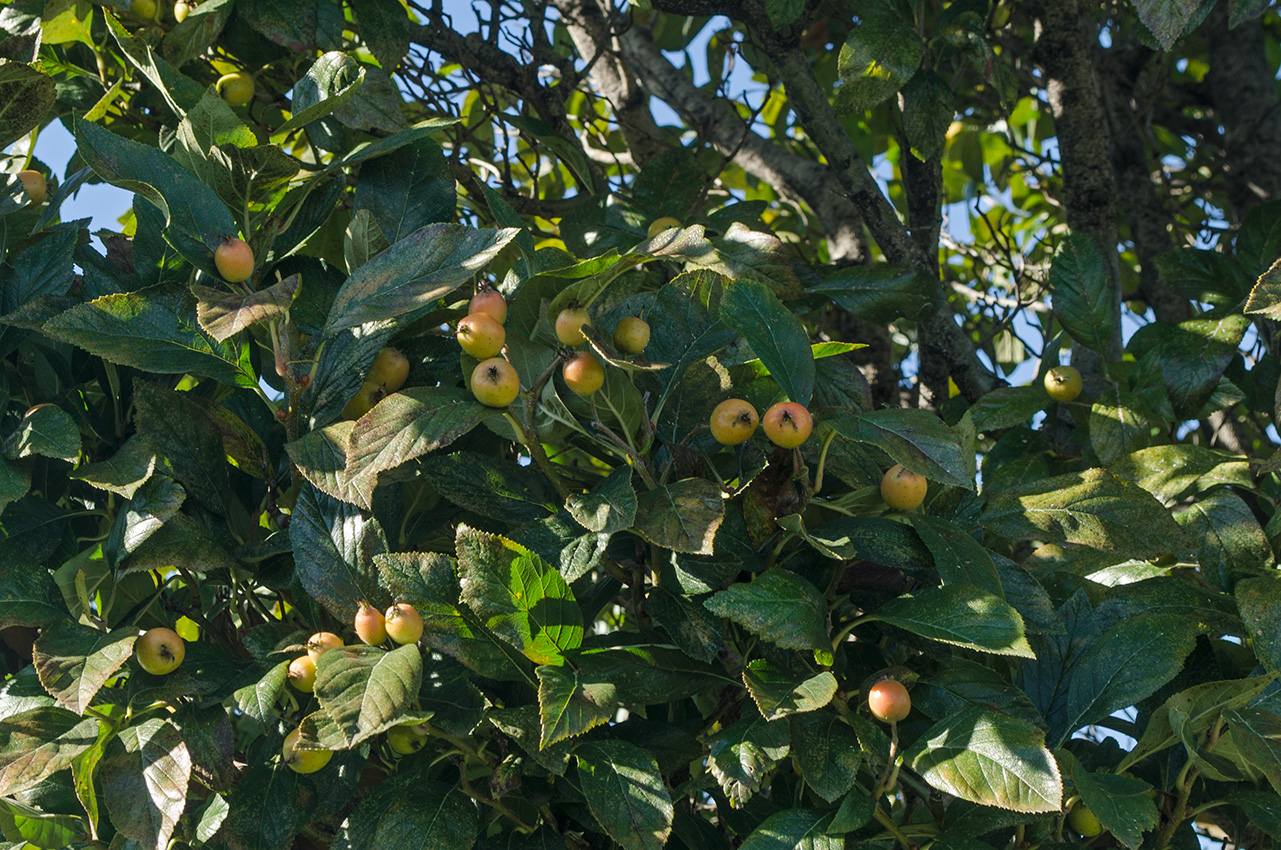 Изображение особи род Crataegus.