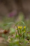 Gagea lutea. Цветущее растение. Ростовская обл., Белокалитвинский р-н, ур. Чёрная балка, пойменный лиственный лес. 22.03.2020.