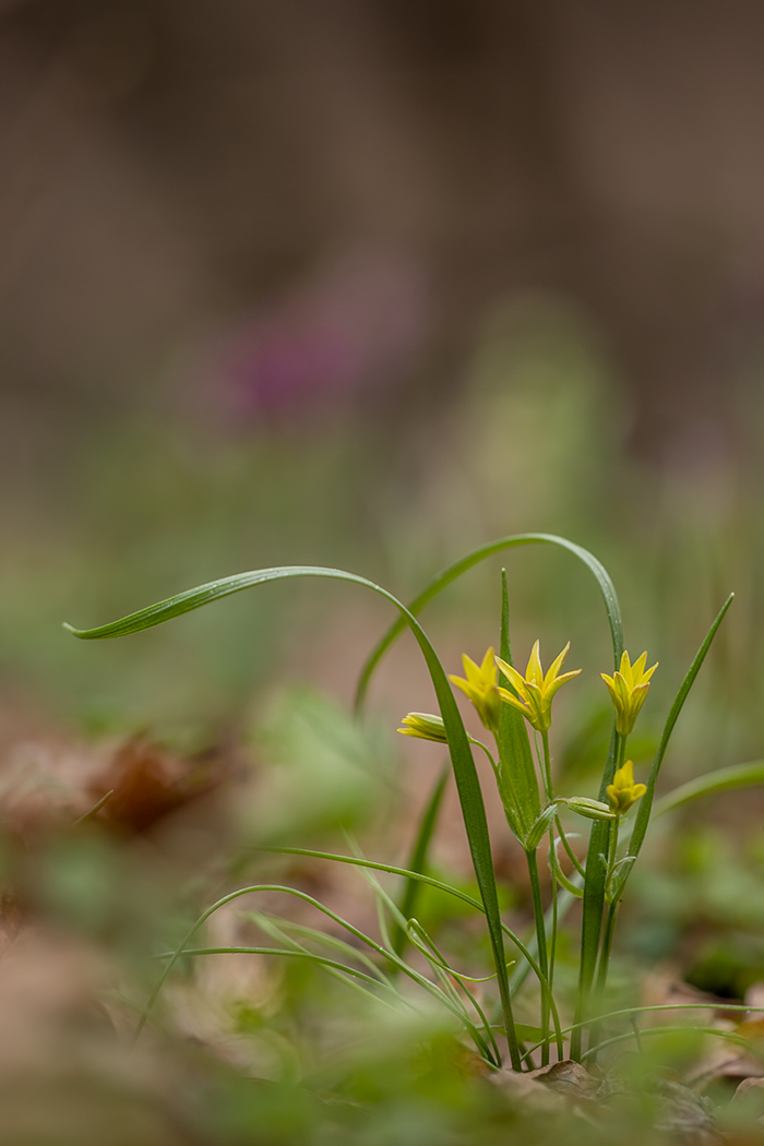 Изображение особи Gagea lutea.