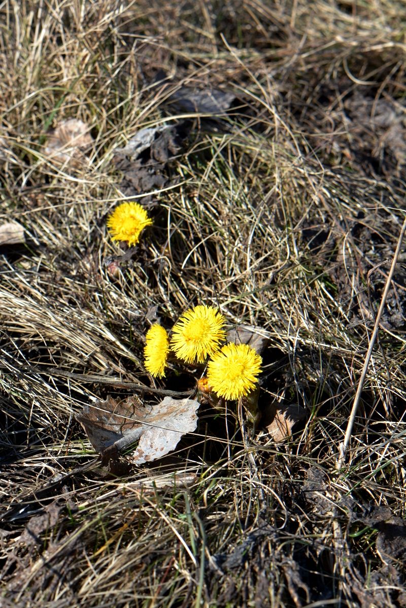 Изображение особи Tussilago farfara.