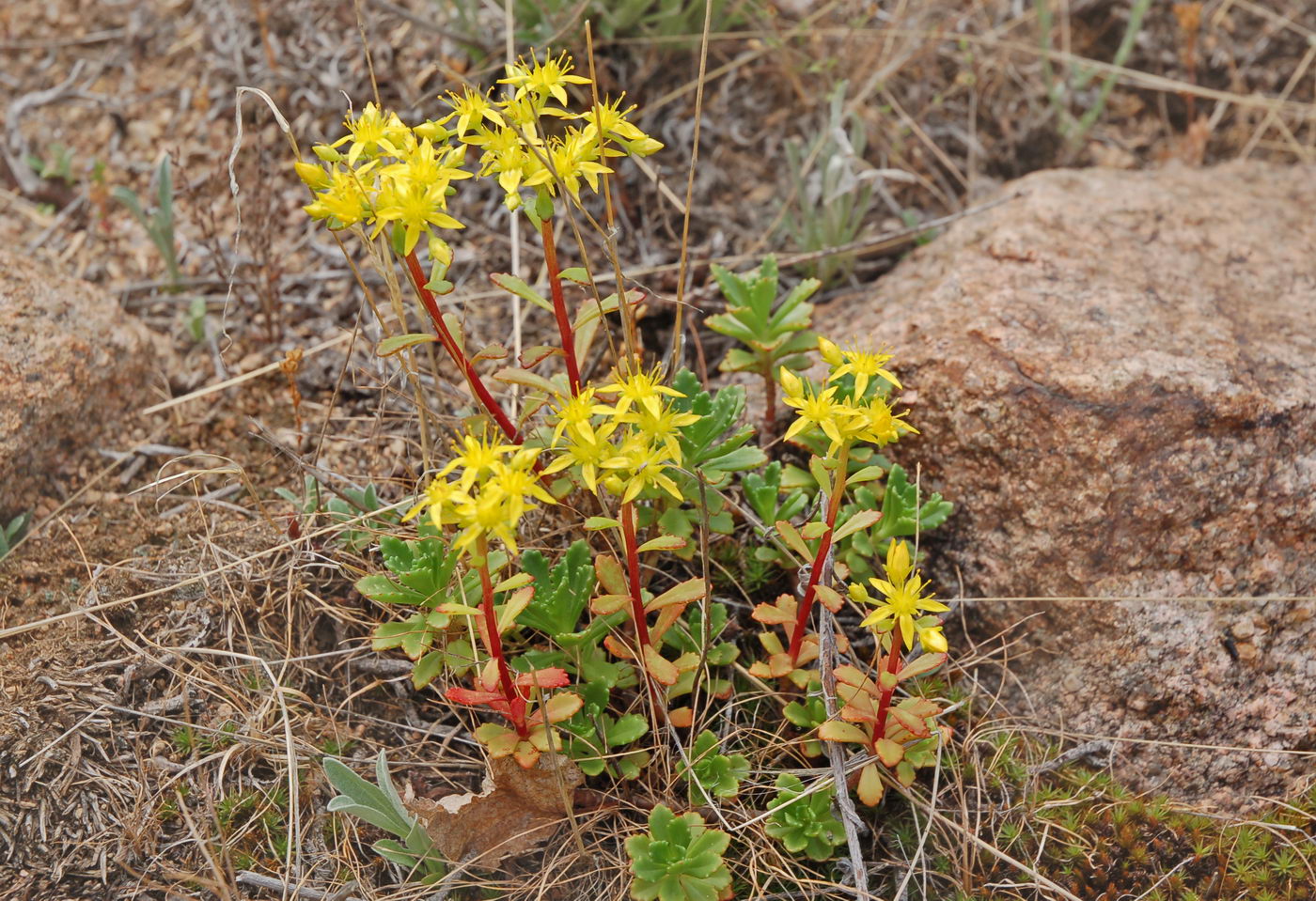 Image of Aizopsis hybrida specimen.