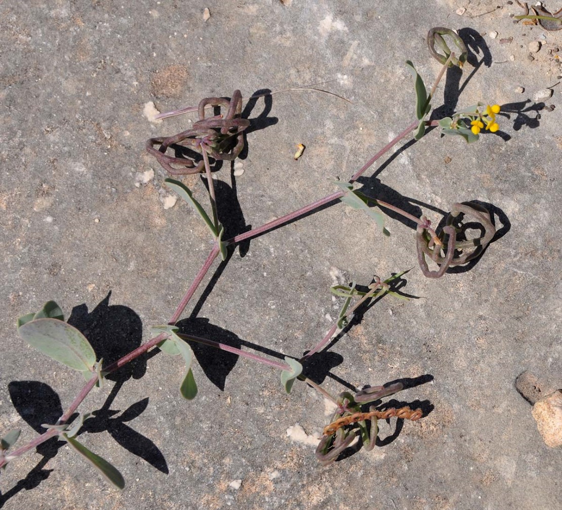 Изображение особи Coronilla scorpioides.