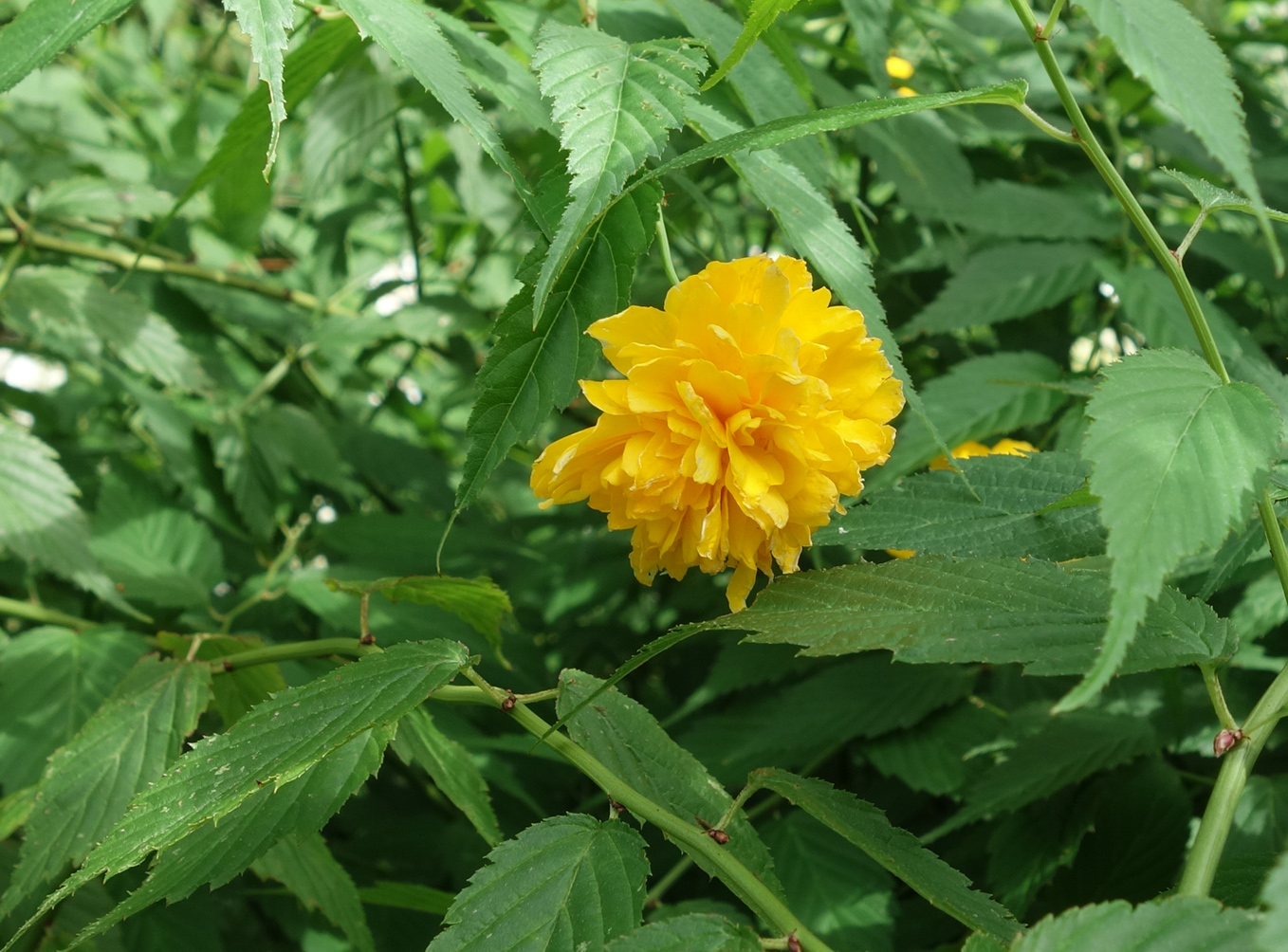 Image of Kerria japonica var. pleniflora specimen.