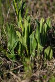 Hesperis tristis