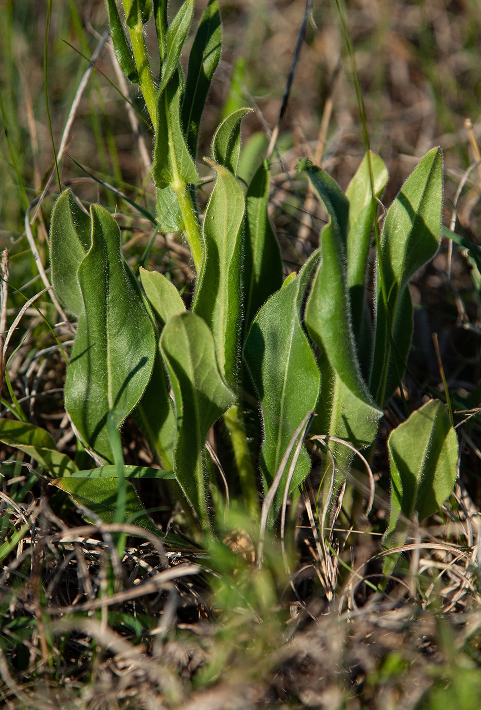 Изображение особи Hesperis tristis.