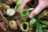 Nepenthes ampullaria