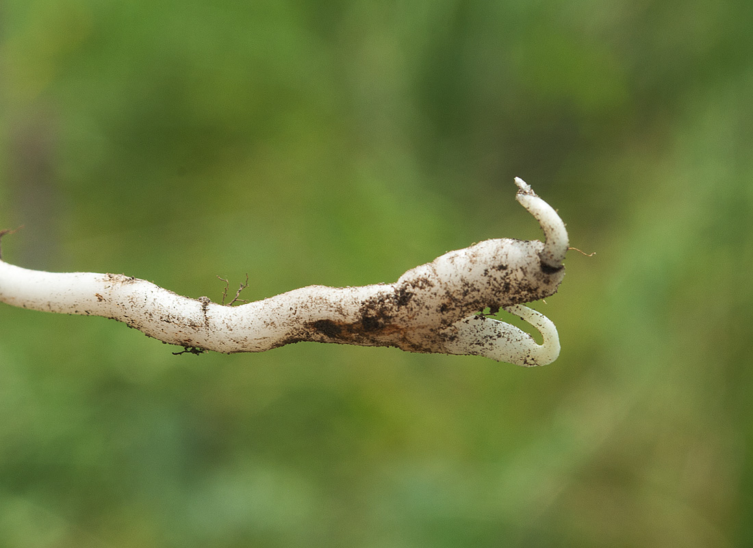 Image of Lathyrus tuberosus specimen.