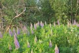 Lupinus polyphyllus. Цветущие растения. Калужская обл., Боровский р-н, окр. дер. Сатино, край заброшенного и заросшего старого яблоневого сада. 8 июня 2020 г.