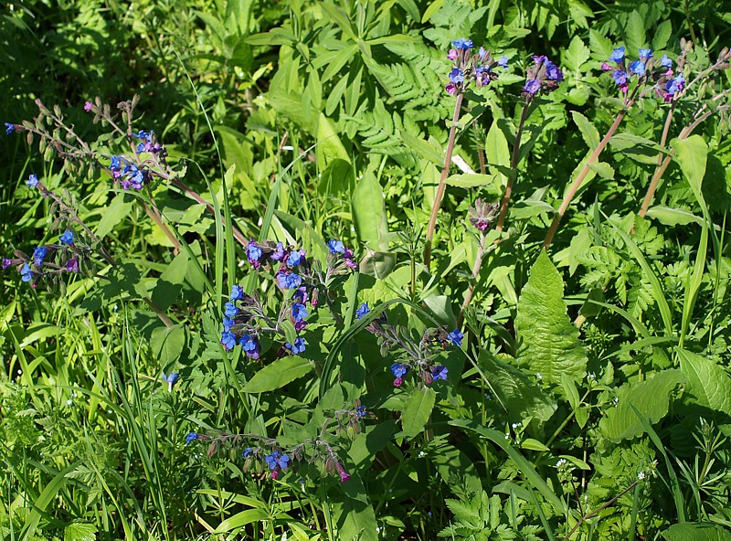 Image of Pulmonaria mollis specimen.