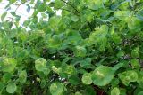 Lonicera prolifera. Ветви с листьями и бутонами. Ярославская обл., г. Переславль-Залесский, дендрологический сад. 20.06.2020.