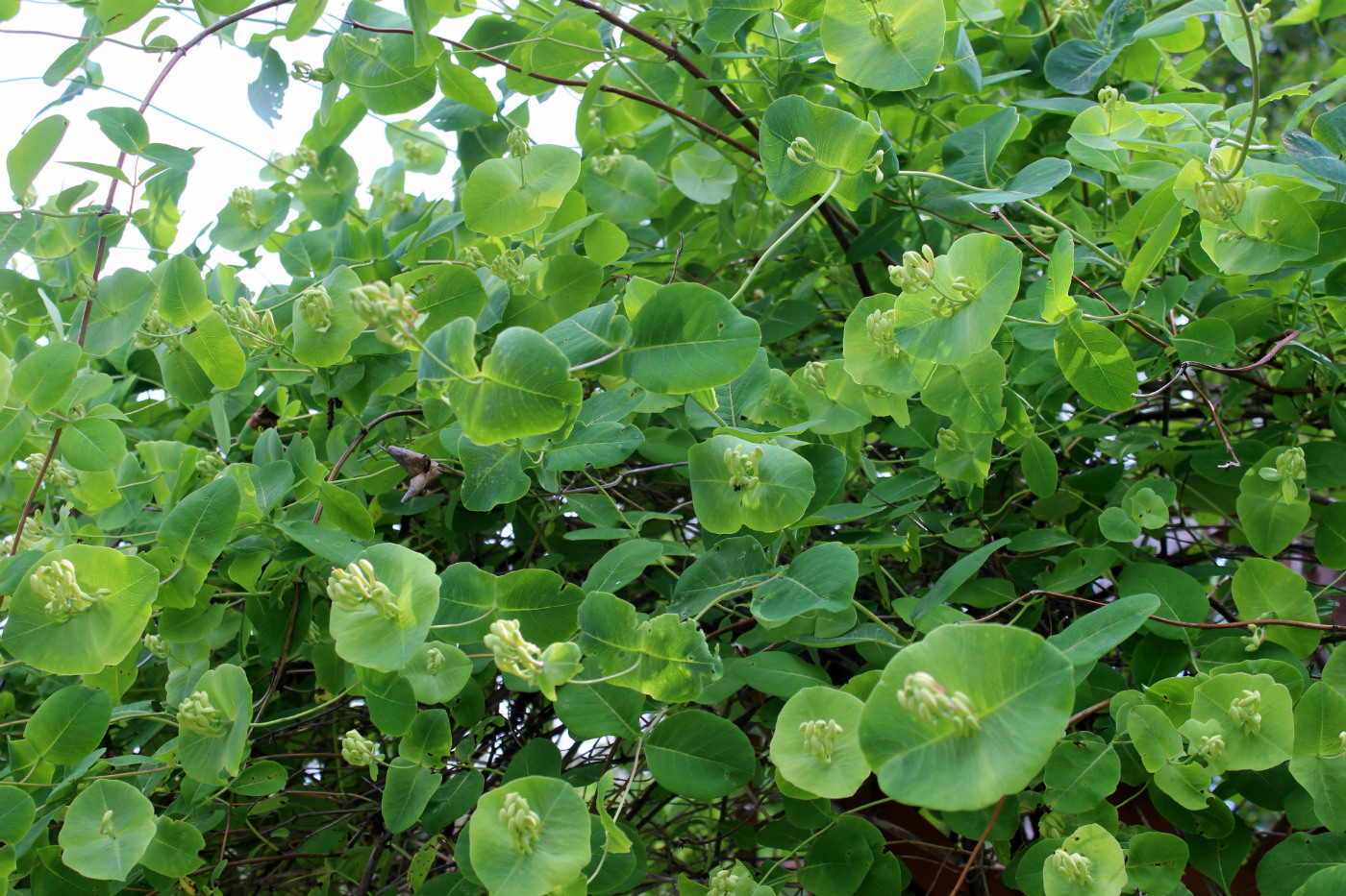 Image of Lonicera prolifera specimen.