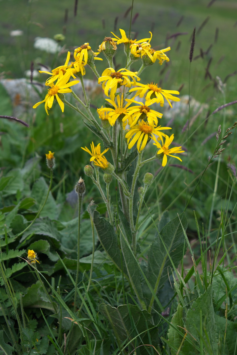 Изображение особи Senecio buschianus.