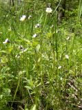 Viola arvensis. Цветущие растения в сообществе с Poaceae. Тверская обл., Кимрский р-н, дамба Иваньковского вдхр. 26.05.2020.