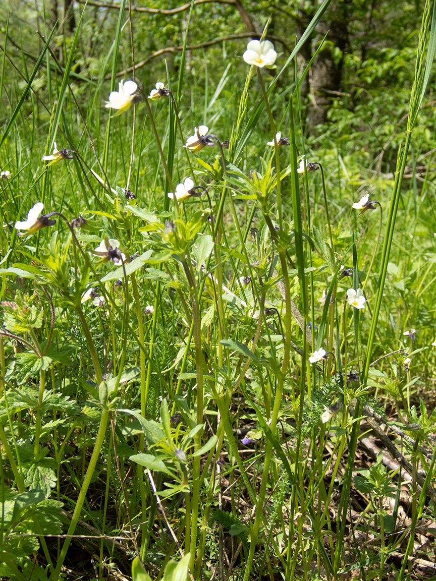 Image of Viola arvensis specimen.